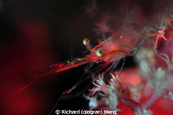 A transparent shrimp is glowing in the dark under the red... by Richard (qingran) Meng 